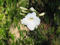 Lady Di Bower Plant, Lady Di Trumpet Flower / Pandorea jasminoides 